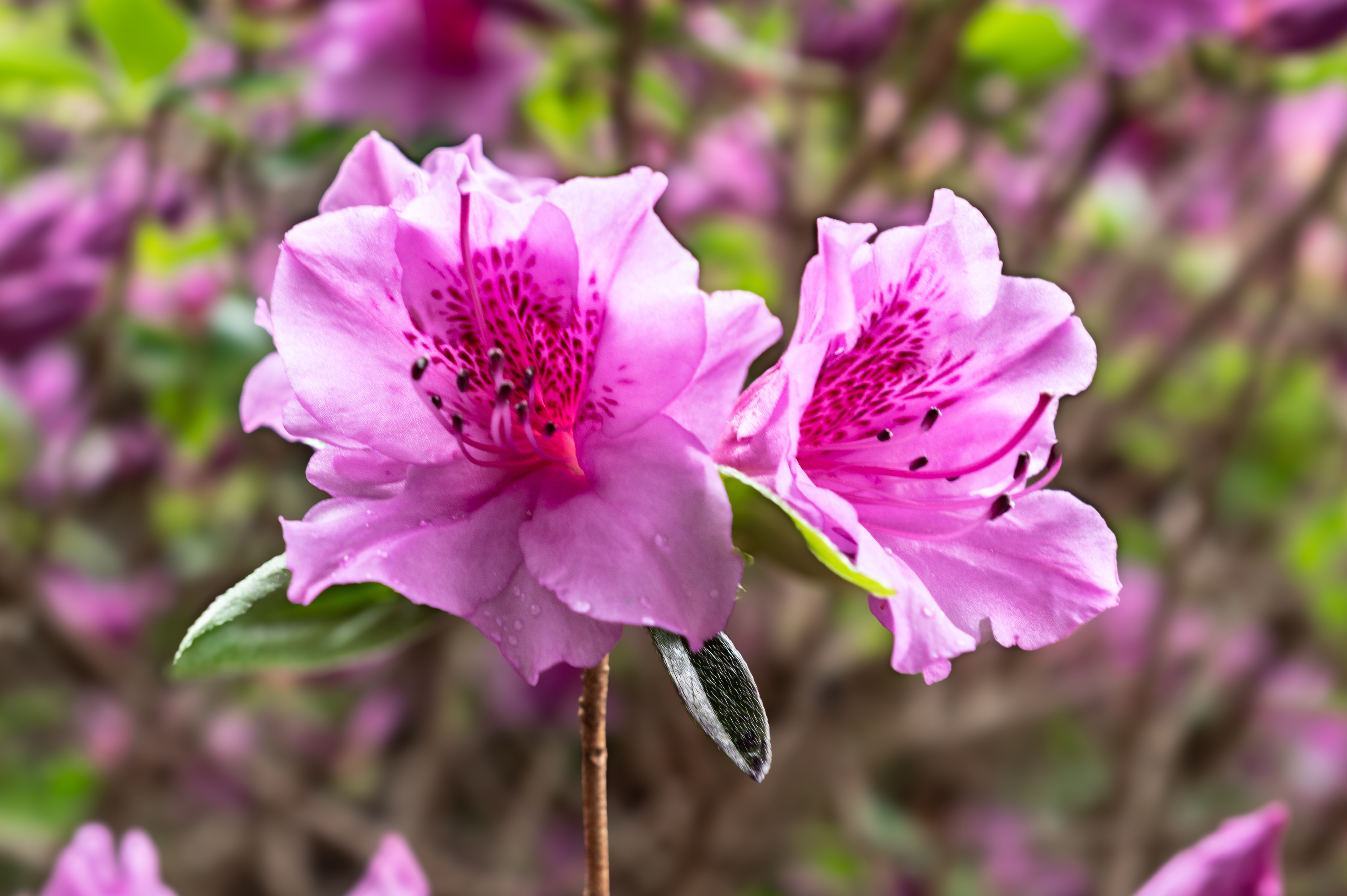 A Pink Azalea in full bloom